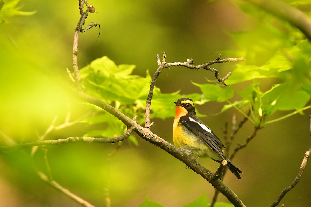 Narzissenschnäpper - ML644976111