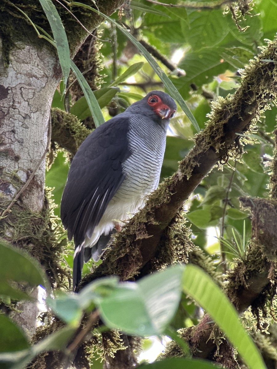 Plumbeous Forest-Falcon - ML644976112
