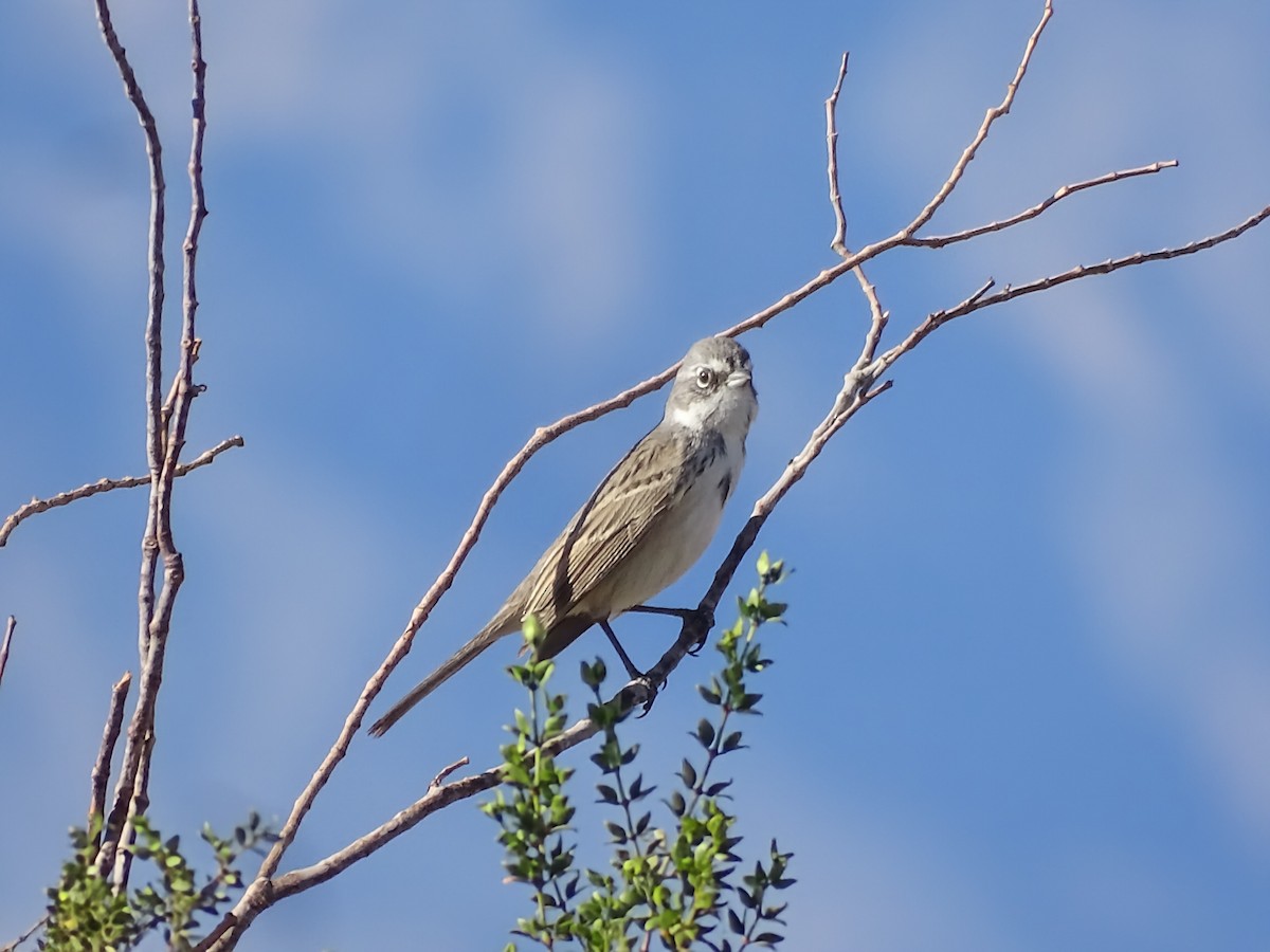 Sagebrush Sparrow - ML644976134