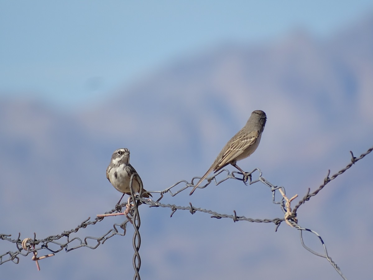 Sagebrush Sparrow - ML644976135