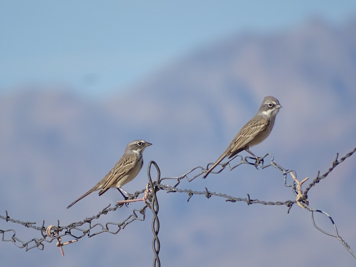 Sagebrush Sparrow - ML644976136