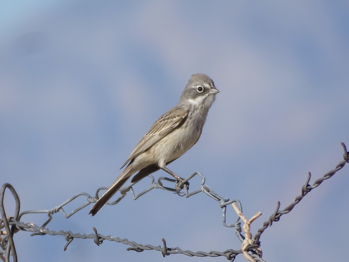 Sagebrush Sparrow - ML644976137