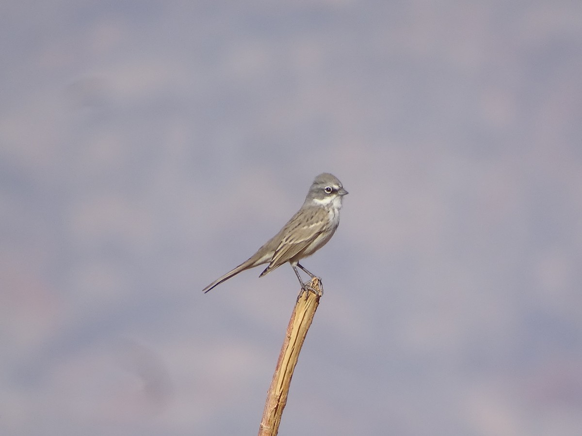 Sagebrush Sparrow - ML644976138