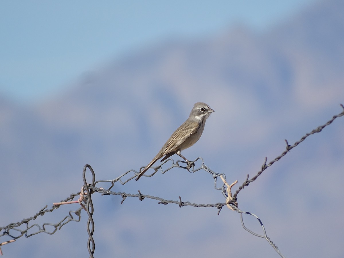 Sagebrush Sparrow - ML644976139