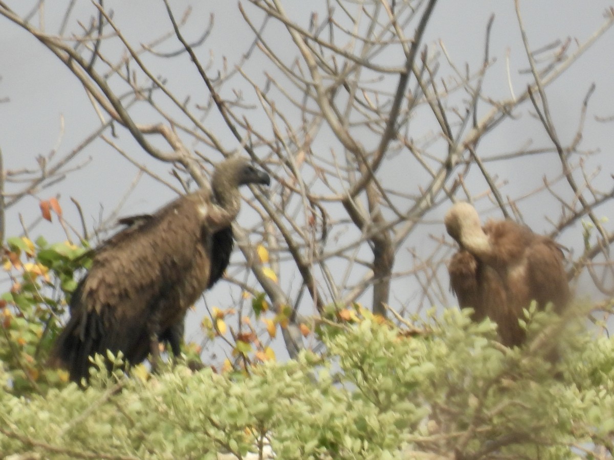 White-backed Vulture - ML644976141