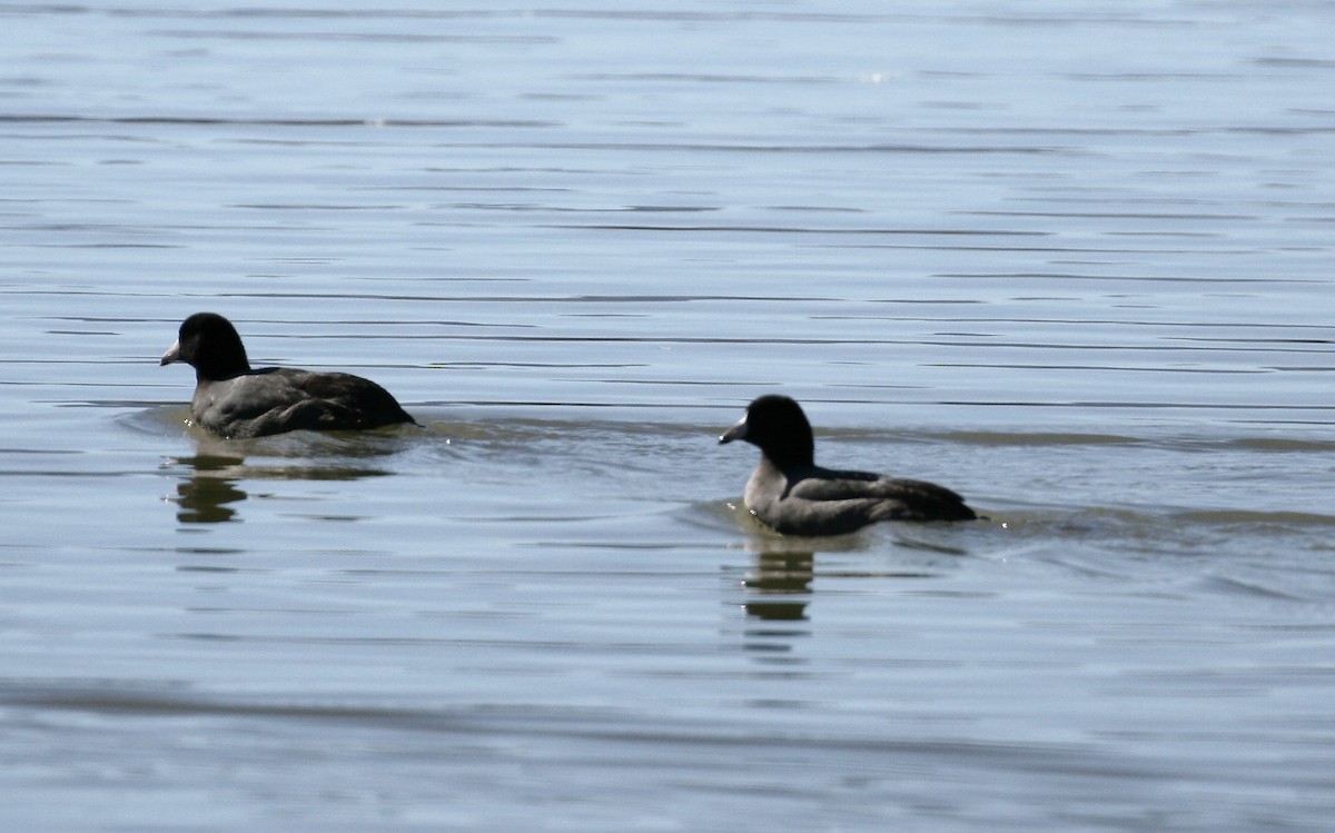 Focha Americana - ML644976145