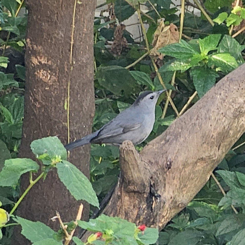 Moqueur chat - ML644976162