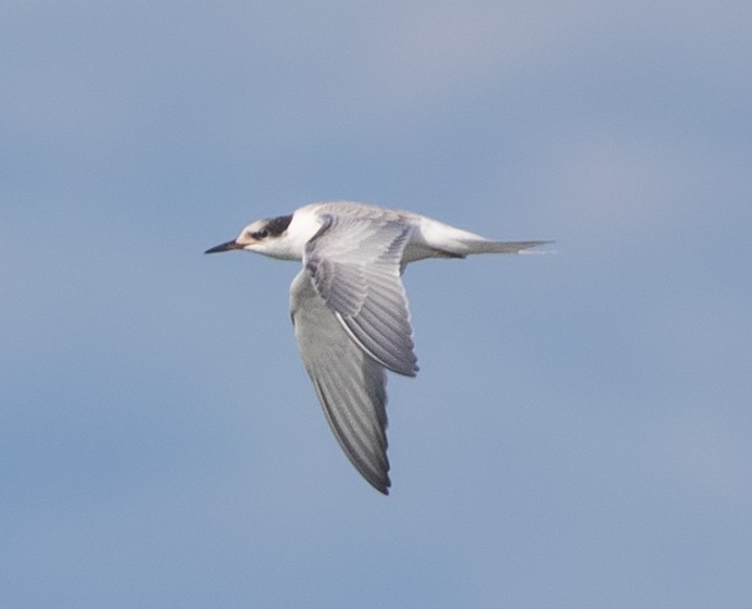 Sterna comune - ML644976170