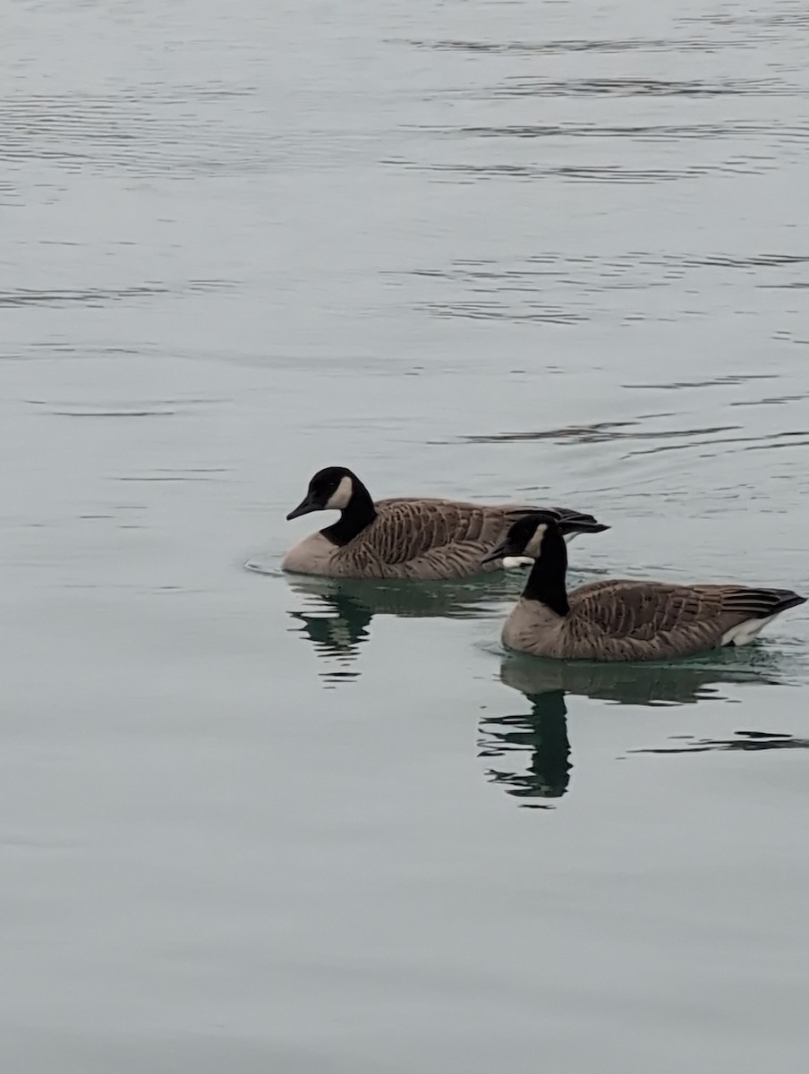 Bernache du Canada - ML644976173