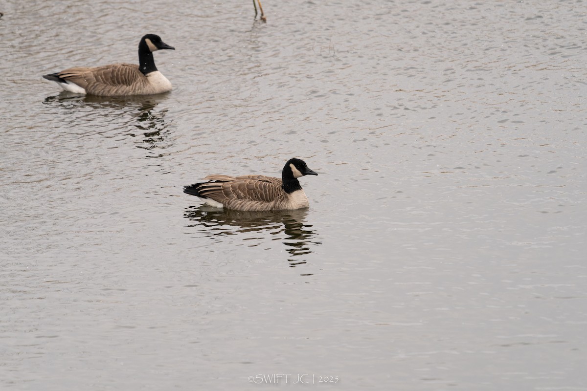Bernache du Canada - ML644976188