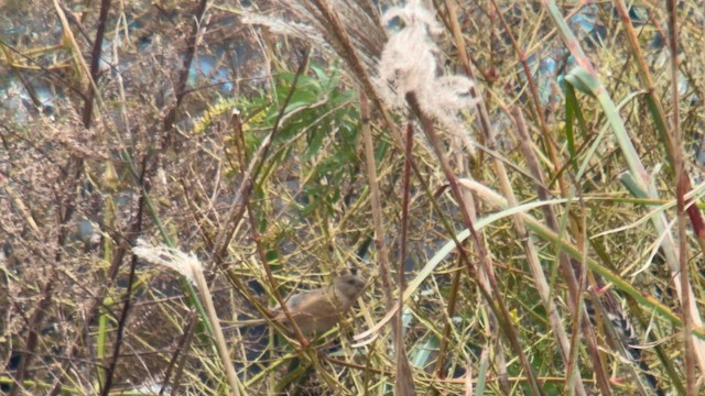 Uzun Kuyruklu Çütre - ML644976192