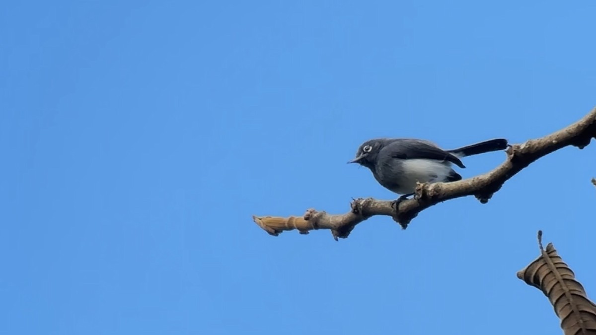 Slate-throated Gnatcatcher - ML644976193