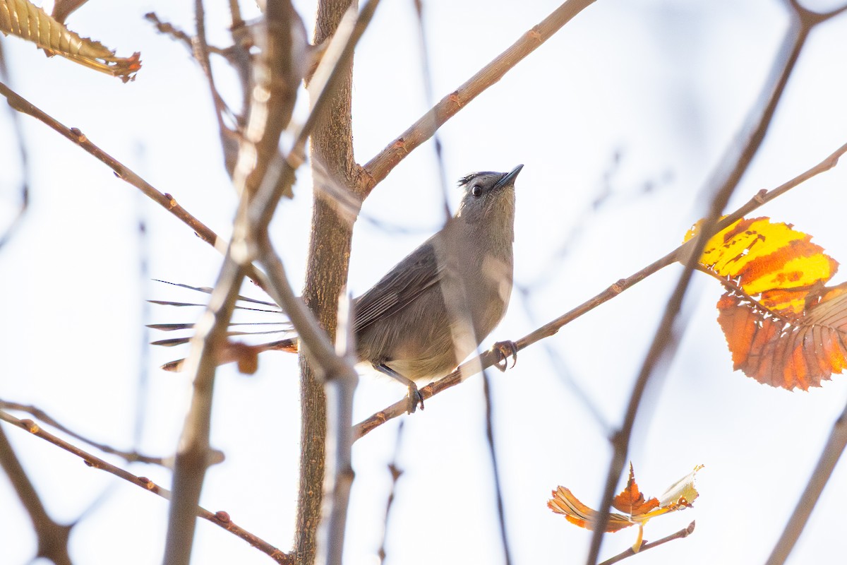 Moqueur chat - ML644976194