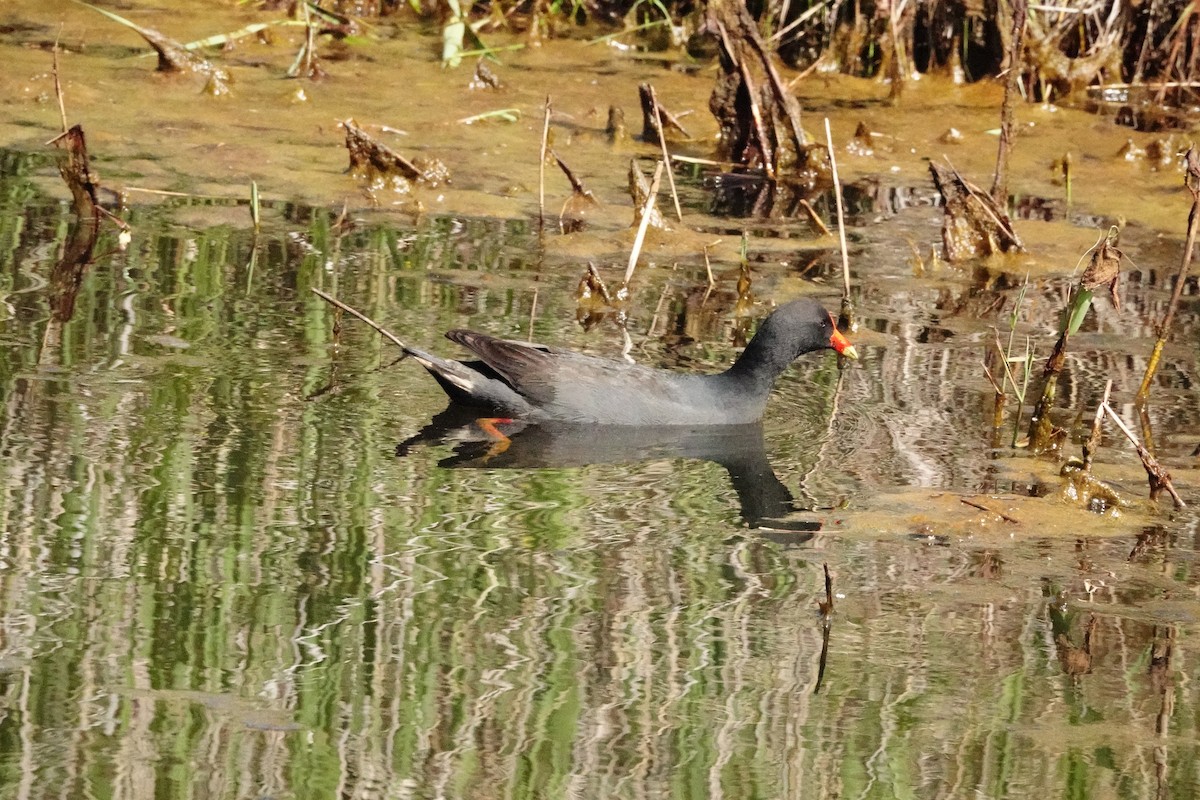 Dusky Moorhen - ML644976198