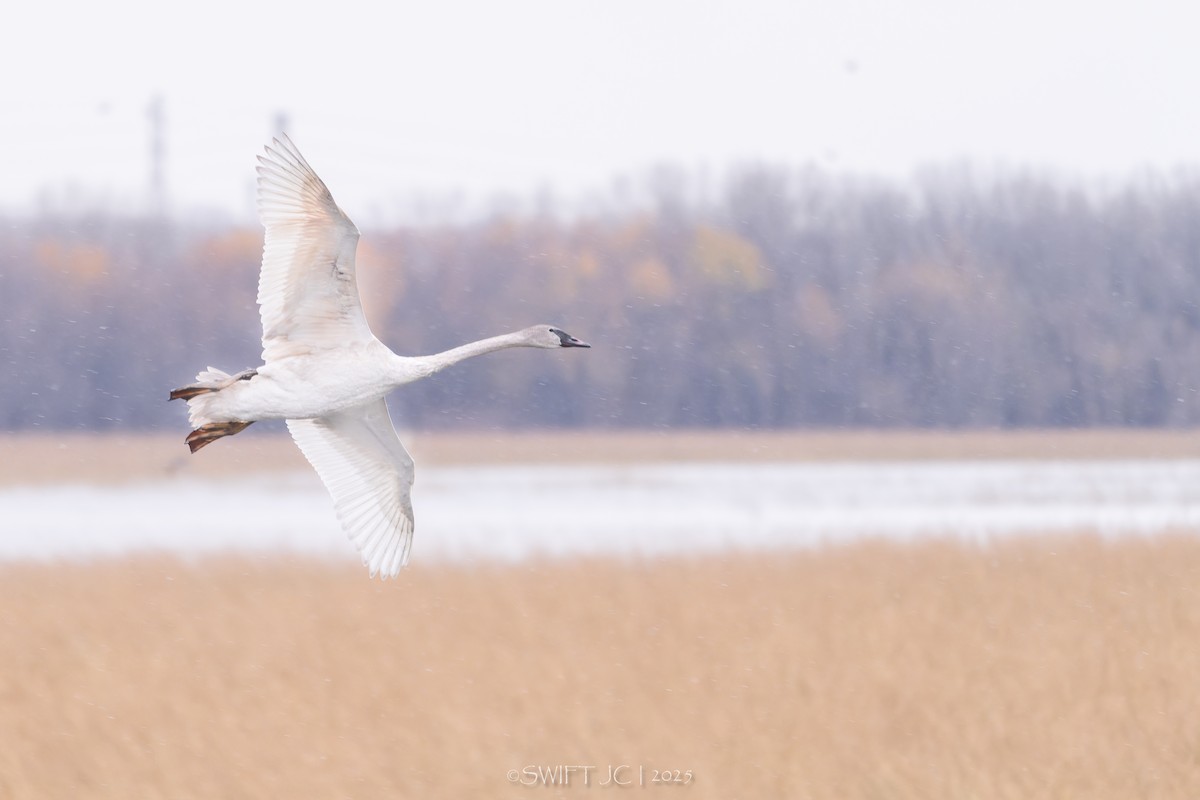 Beltxarga tronpetaria - ML644976199