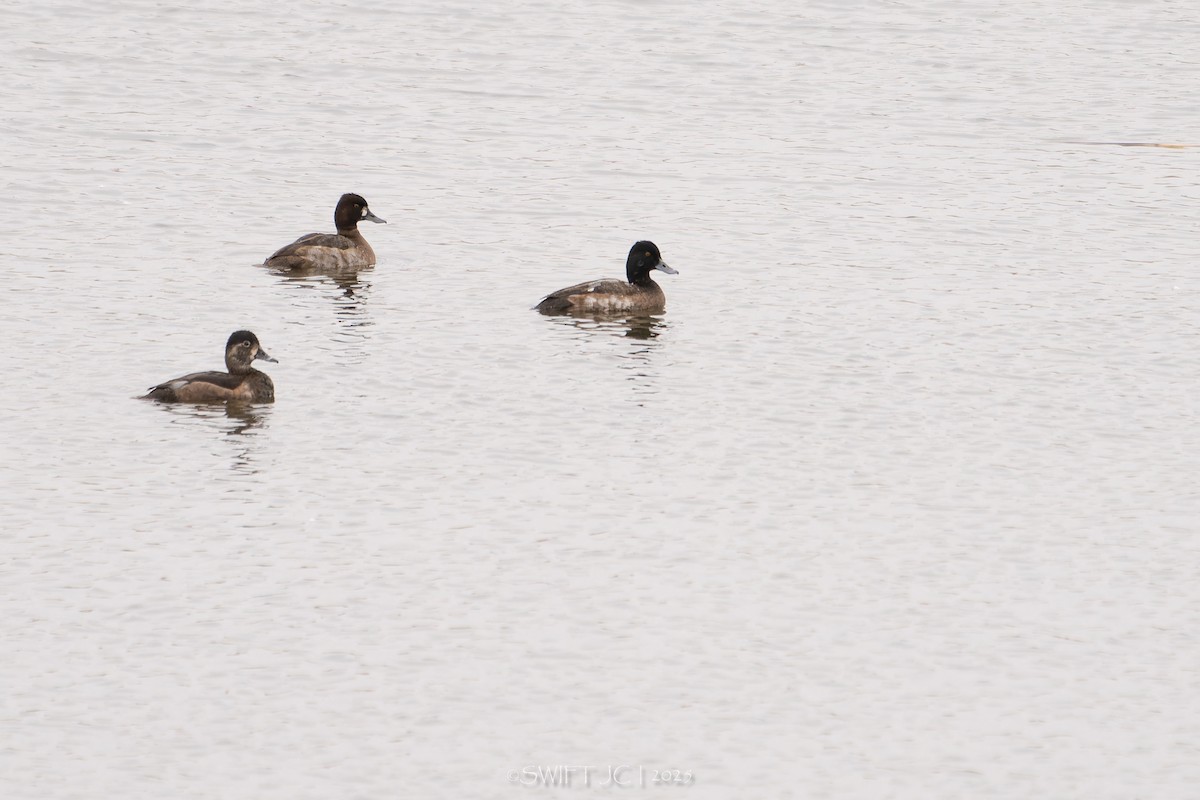 Lesser Scaup - ML644976210