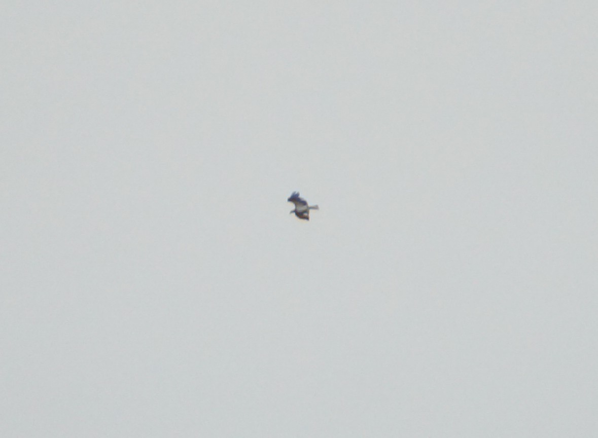 Osprey - ML644976215