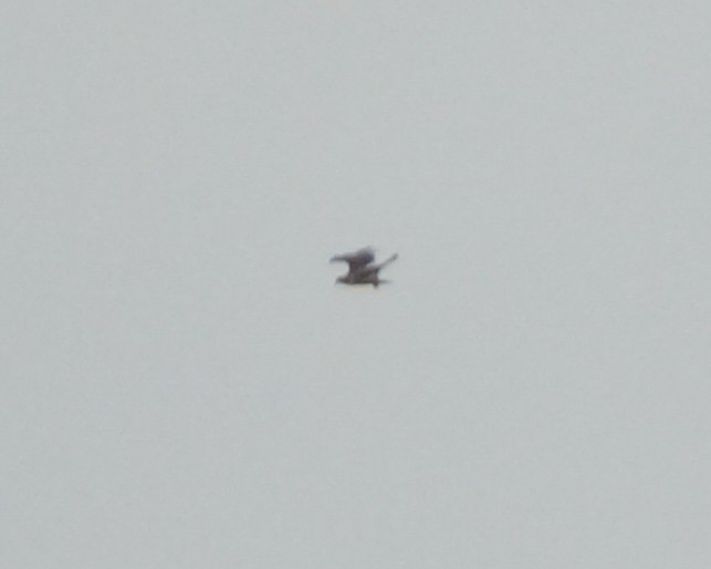 Osprey - ML644976216