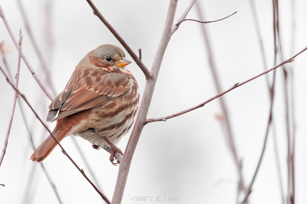 Fox Sparrow (Red) - ML644976224