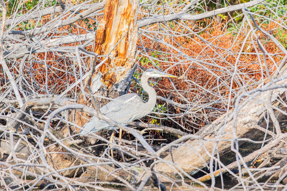 Great Blue Heron - ML644976226