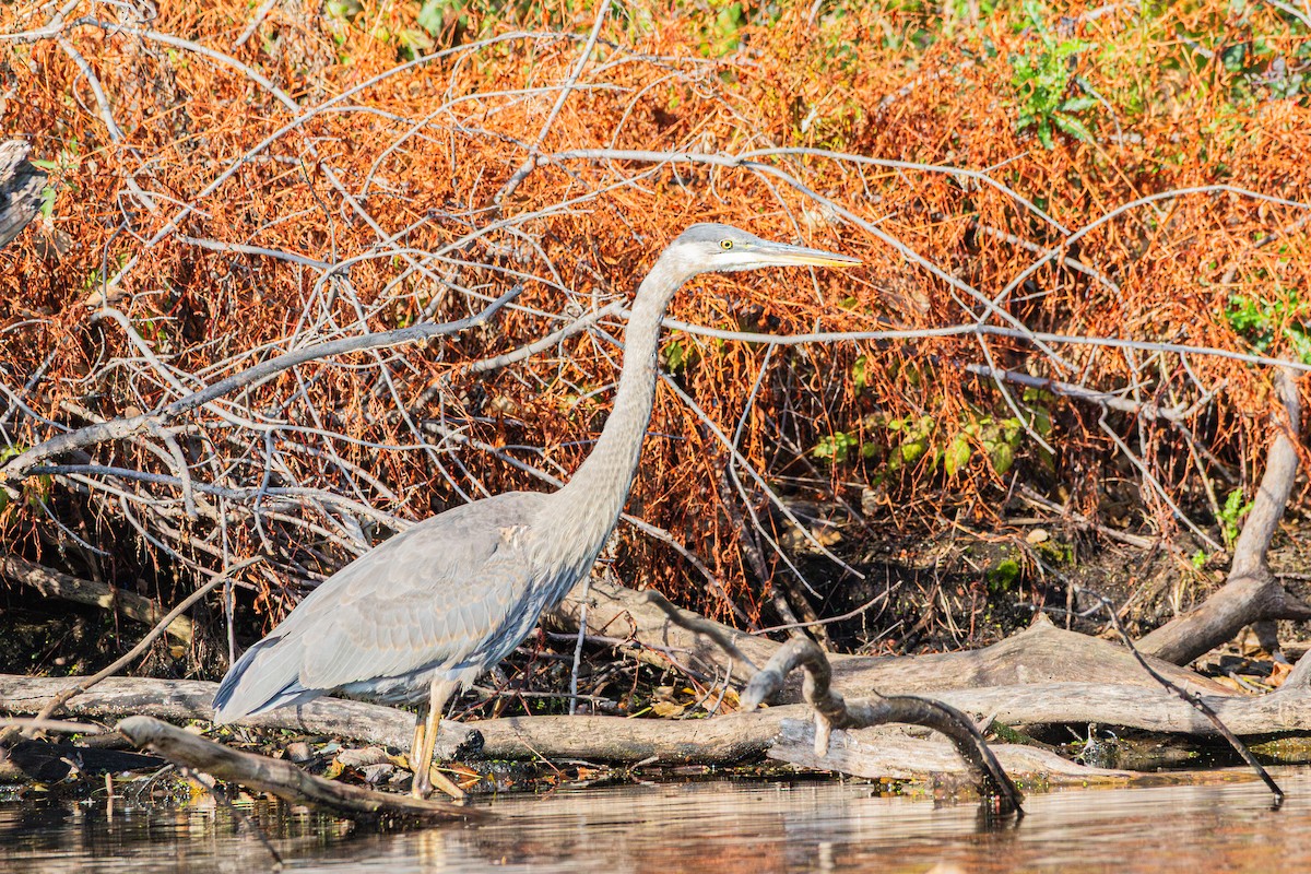 Great Blue Heron - ML644976227