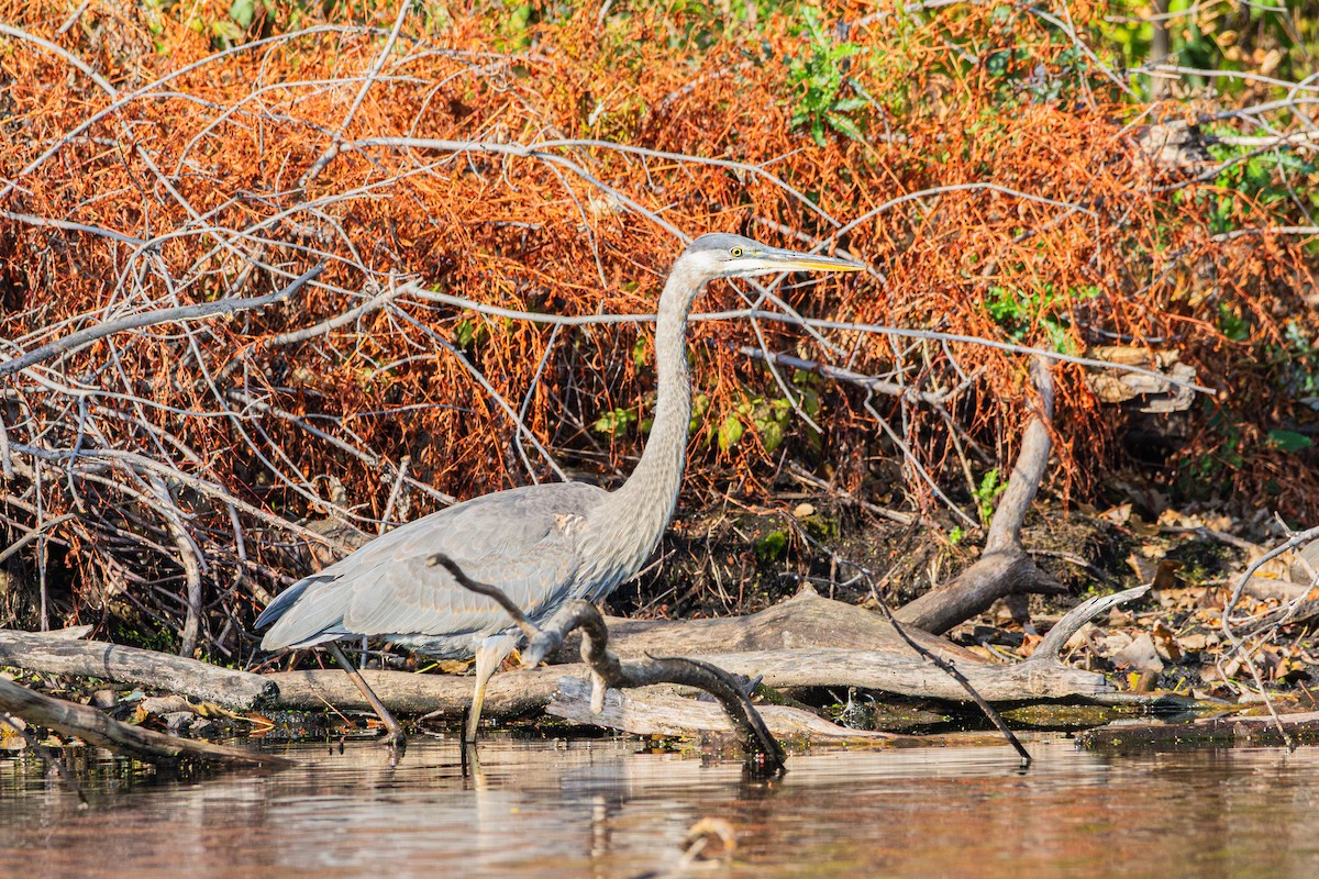 Great Blue Heron - ML644976228