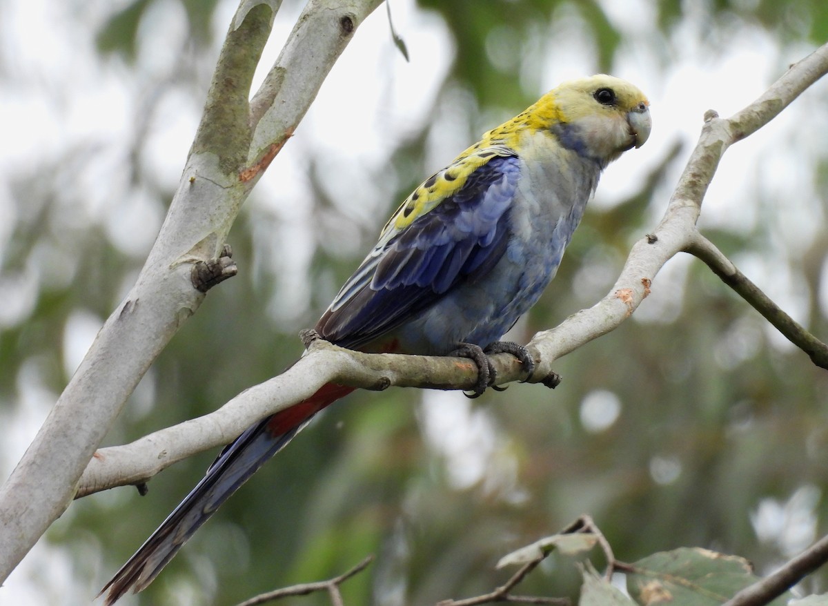 Pale-headed Rosella - ML644976229