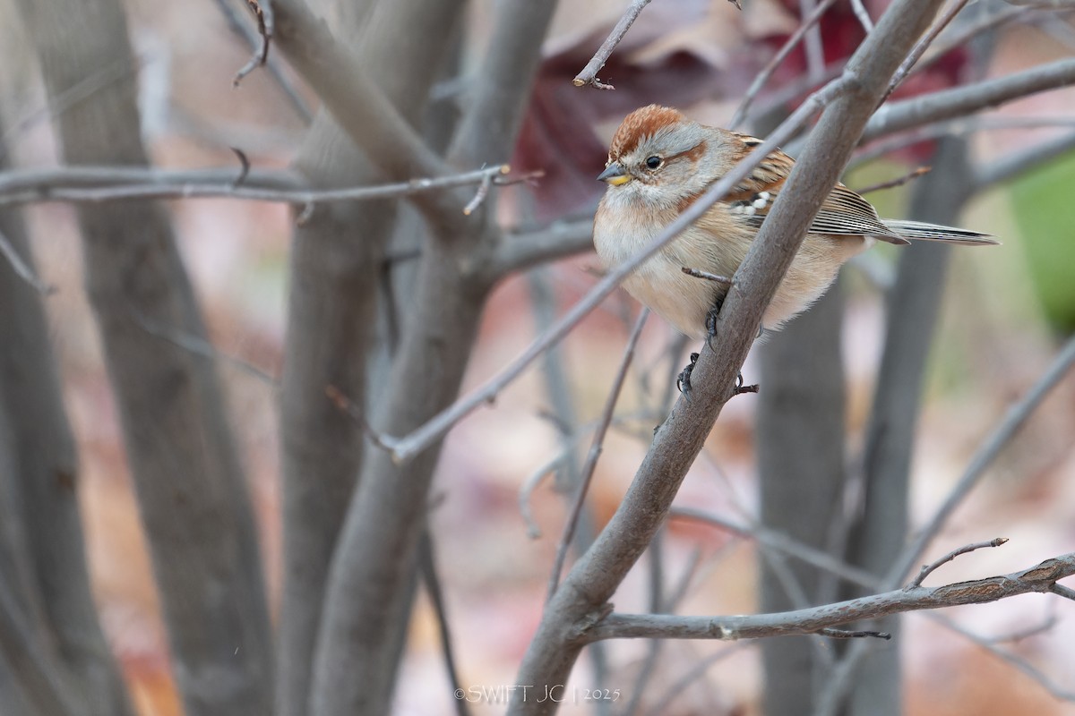 American Tree Sparrow - ML644976230