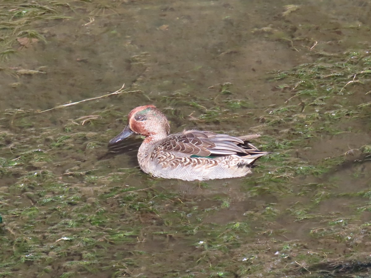 Green-winged Teal - ML644976231
