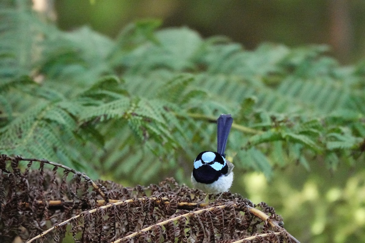 Superb Fairywren - ML644976234