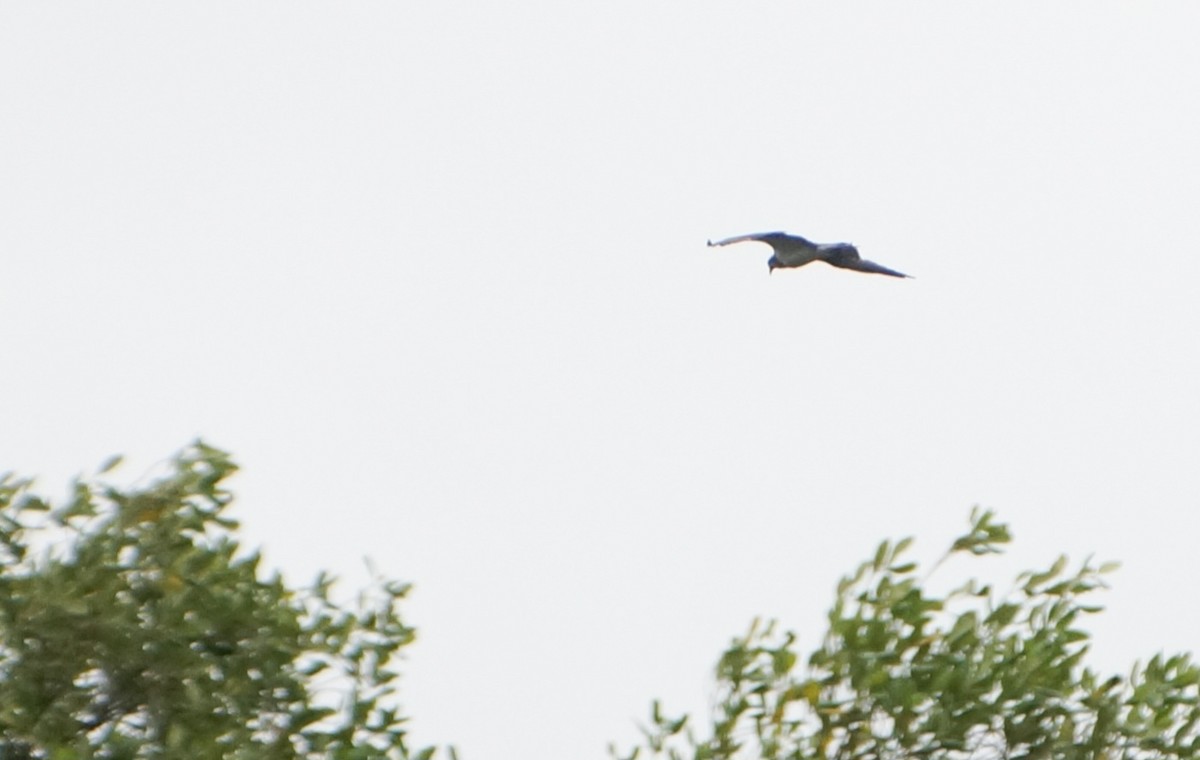 Osprey - ML644976267