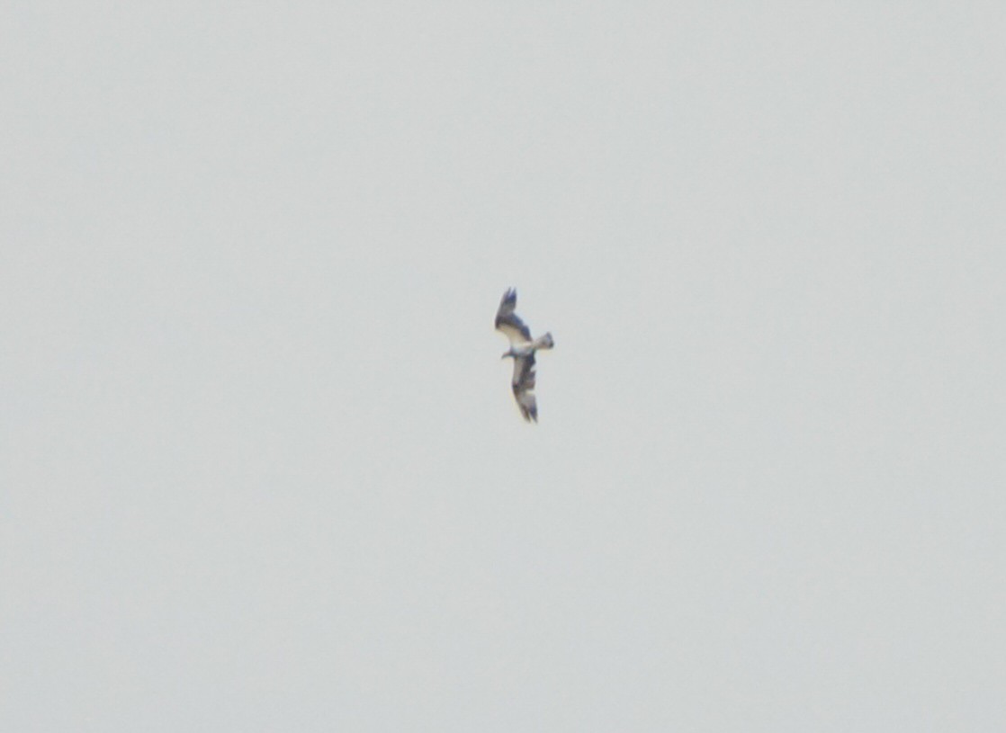 Osprey - ML644976268