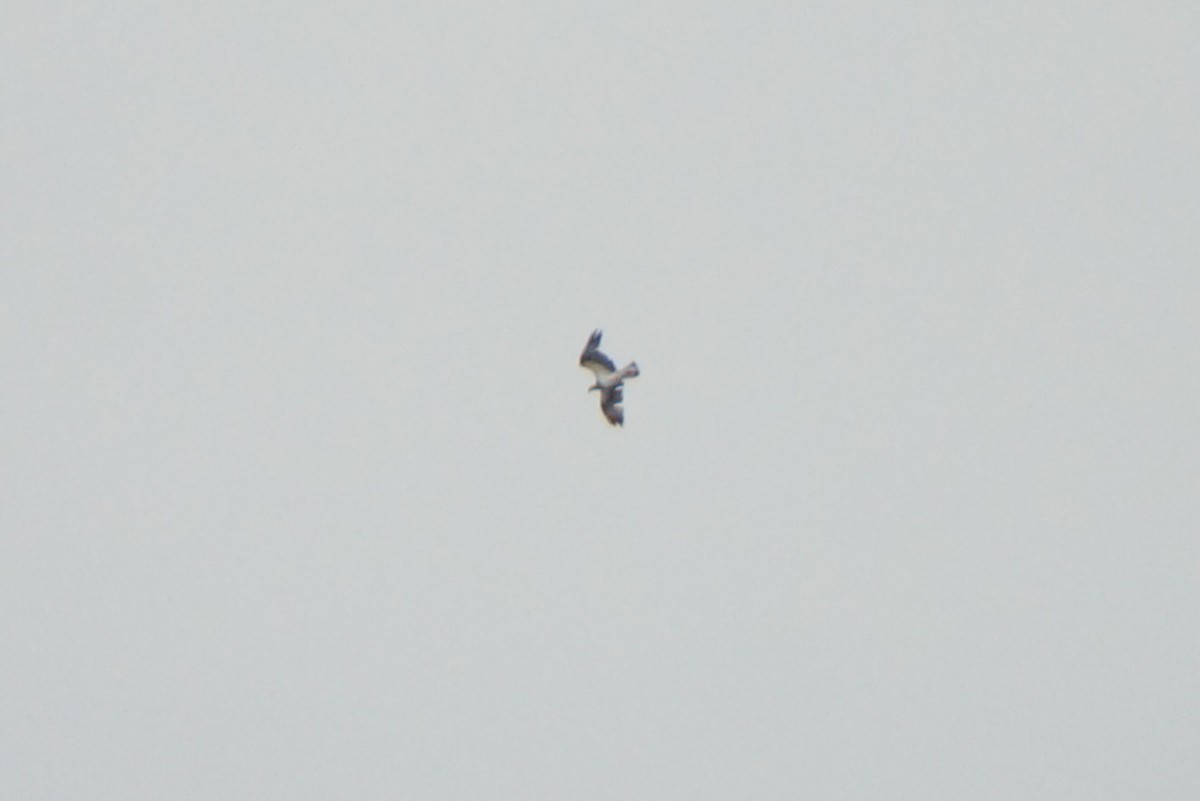 Osprey - ML644976269