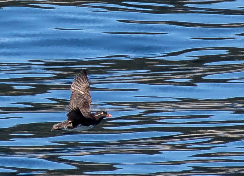 Parakeet Auklet - ML644976273