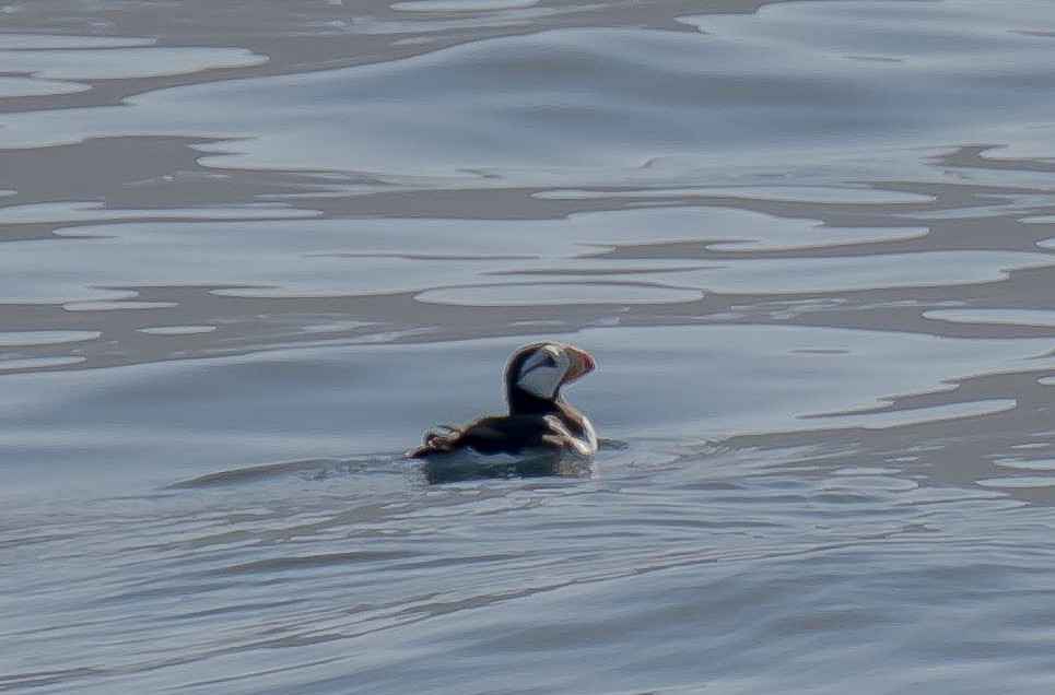 Іпатка тихоокеанська - ML644976315