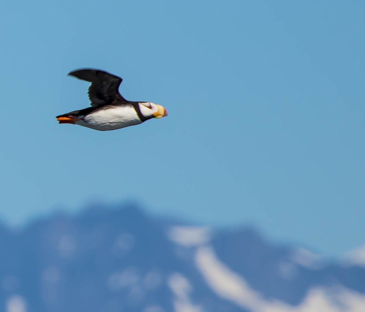 Іпатка тихоокеанська - ML644976317