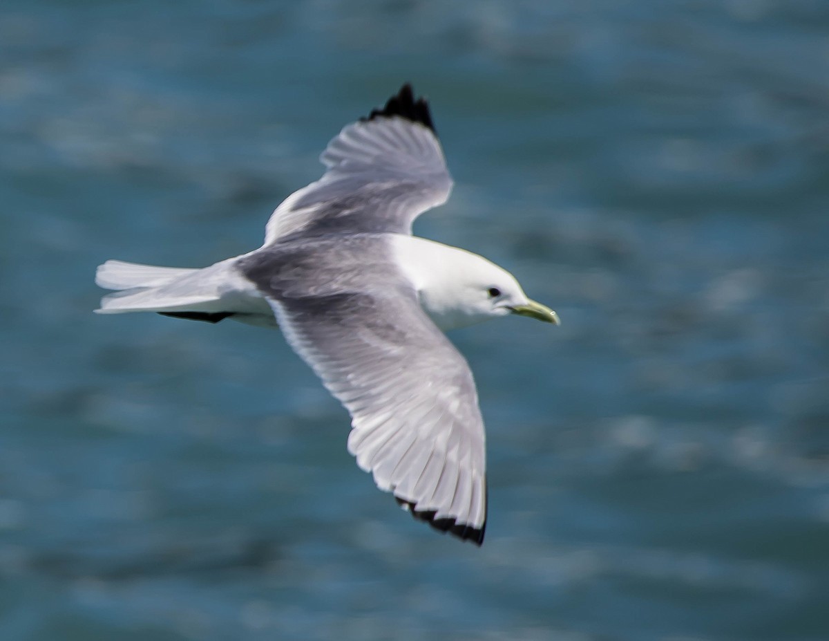 Kara Ayaklı Martı - ML644976339