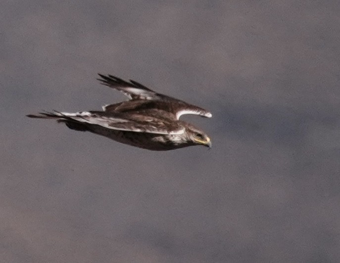 kongevåk - ML644976349