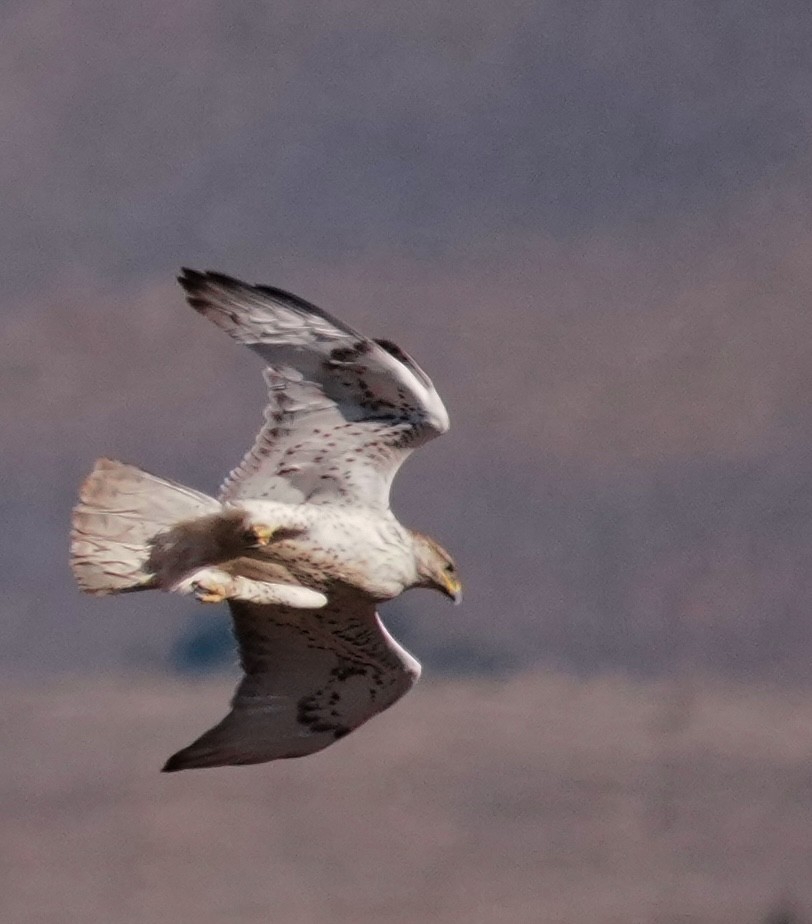 kongevåk - ML644976351