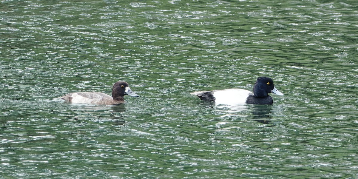 Lesser Scaup - ML644976352