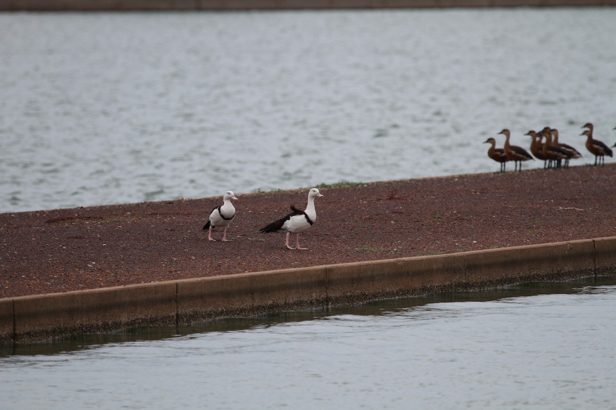 Radjah Shelduck - ML644976370