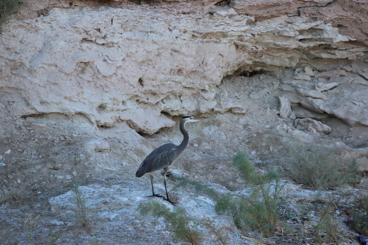 Great Blue Heron - ML644976374