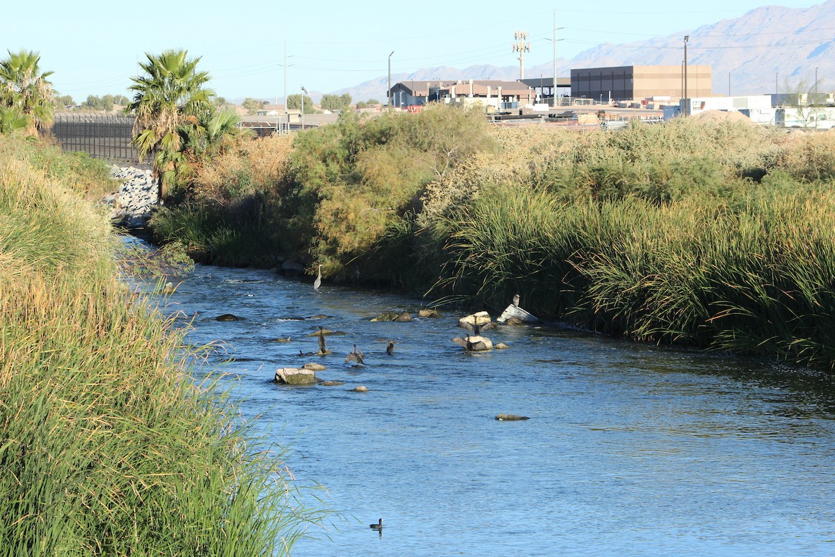 Great Blue Heron - ML644976375