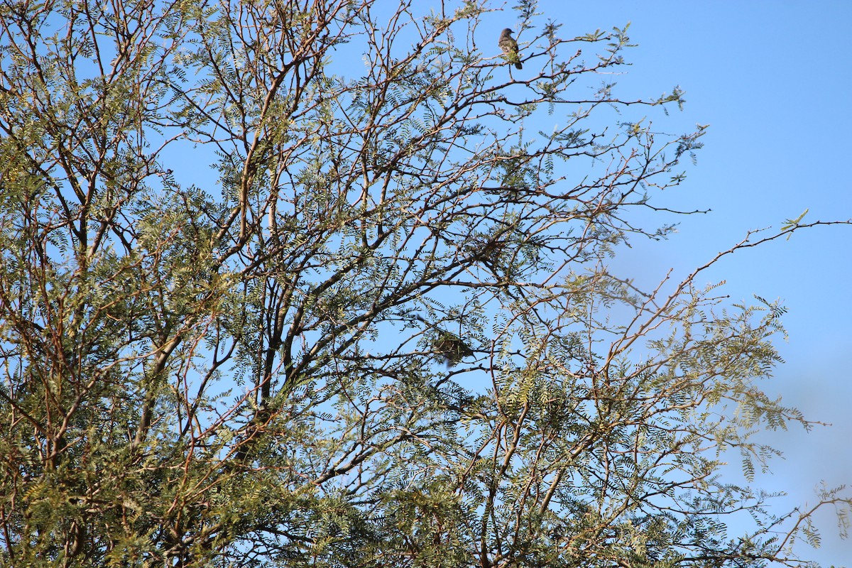 Crissal Thrasher - ML644976384