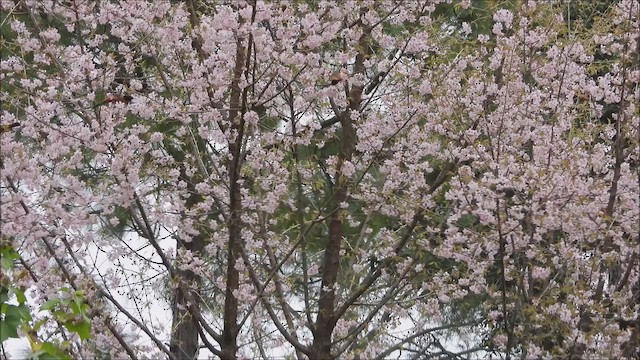 Turuncu Sibya - ML644976399