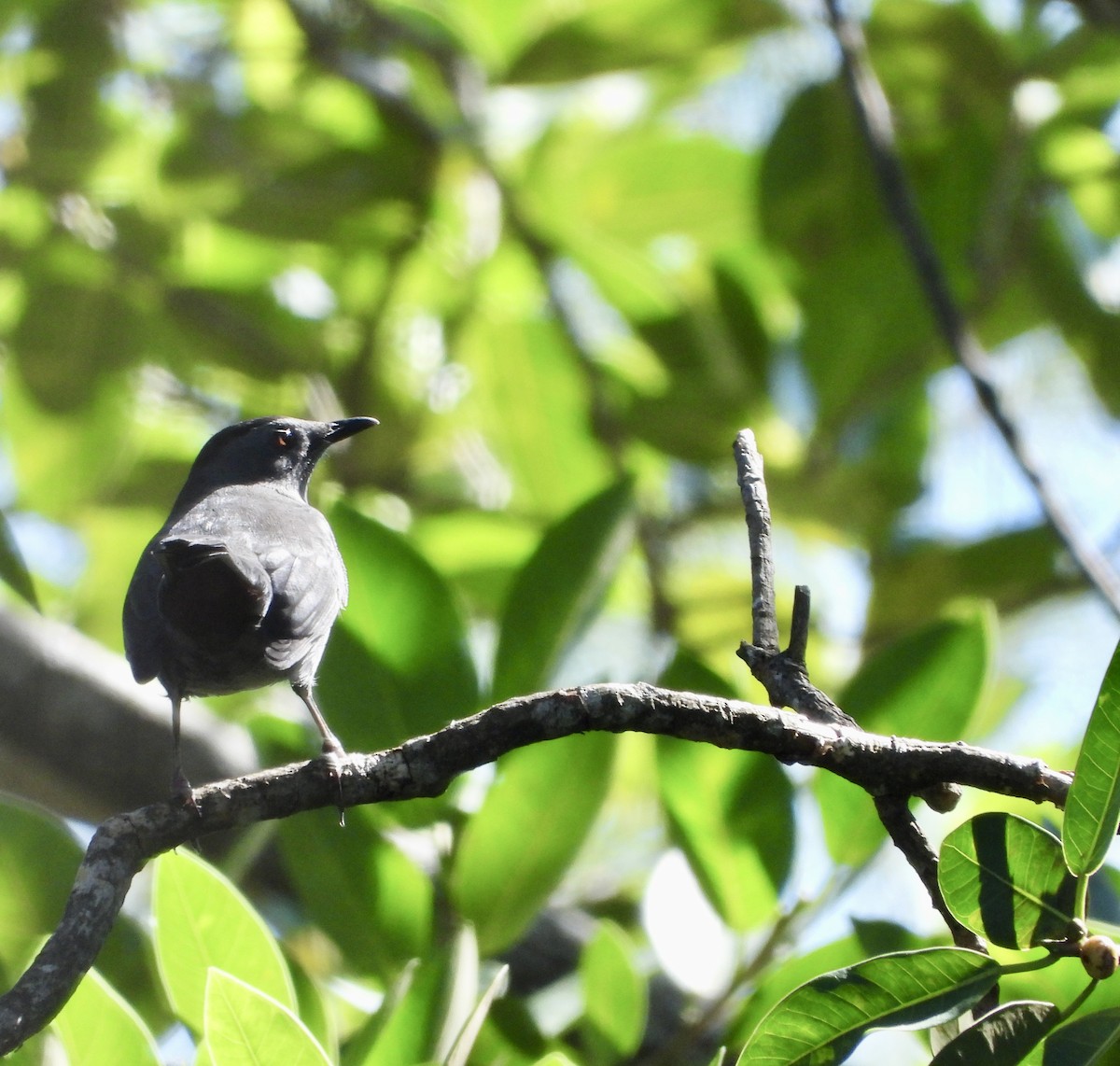 Moqueur chat - ML644976401