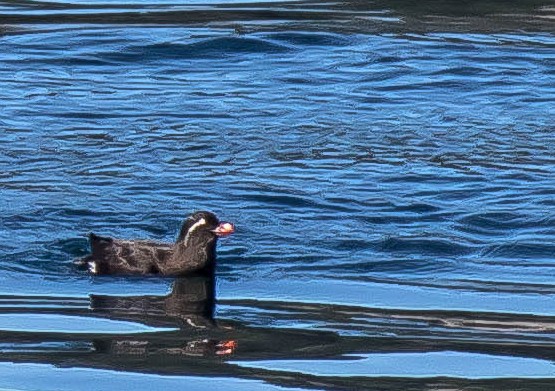 Parakeet Auklet - ML644976403