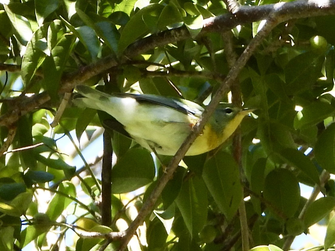 Northern Parula - ML644976409