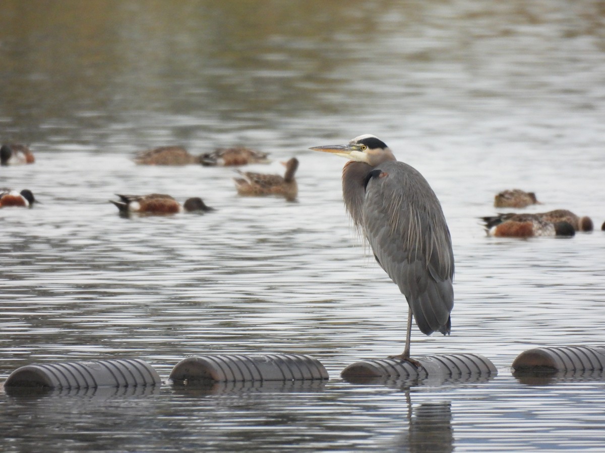 Great Blue Heron - ML644976433