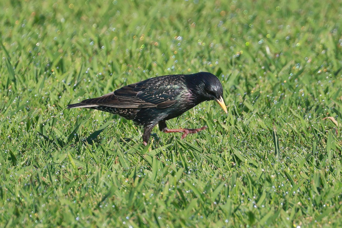 European Starling - ML644976463